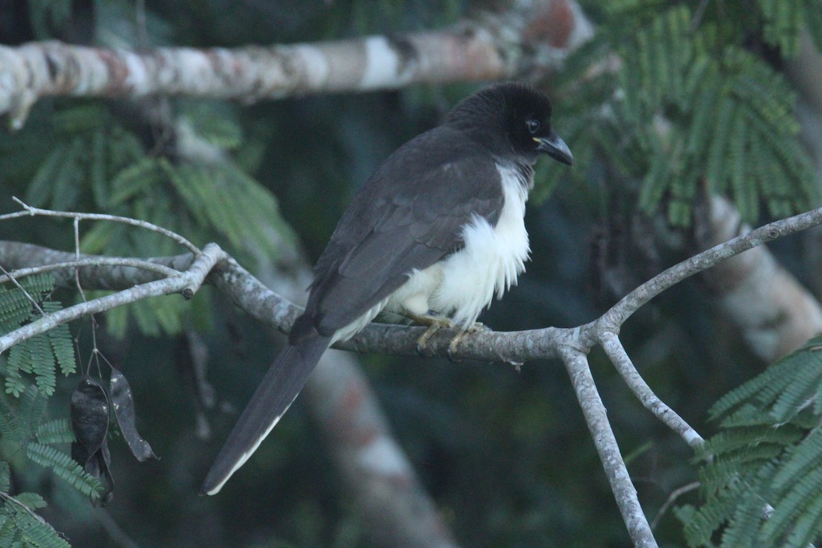 チャイロカケス - ML645670234