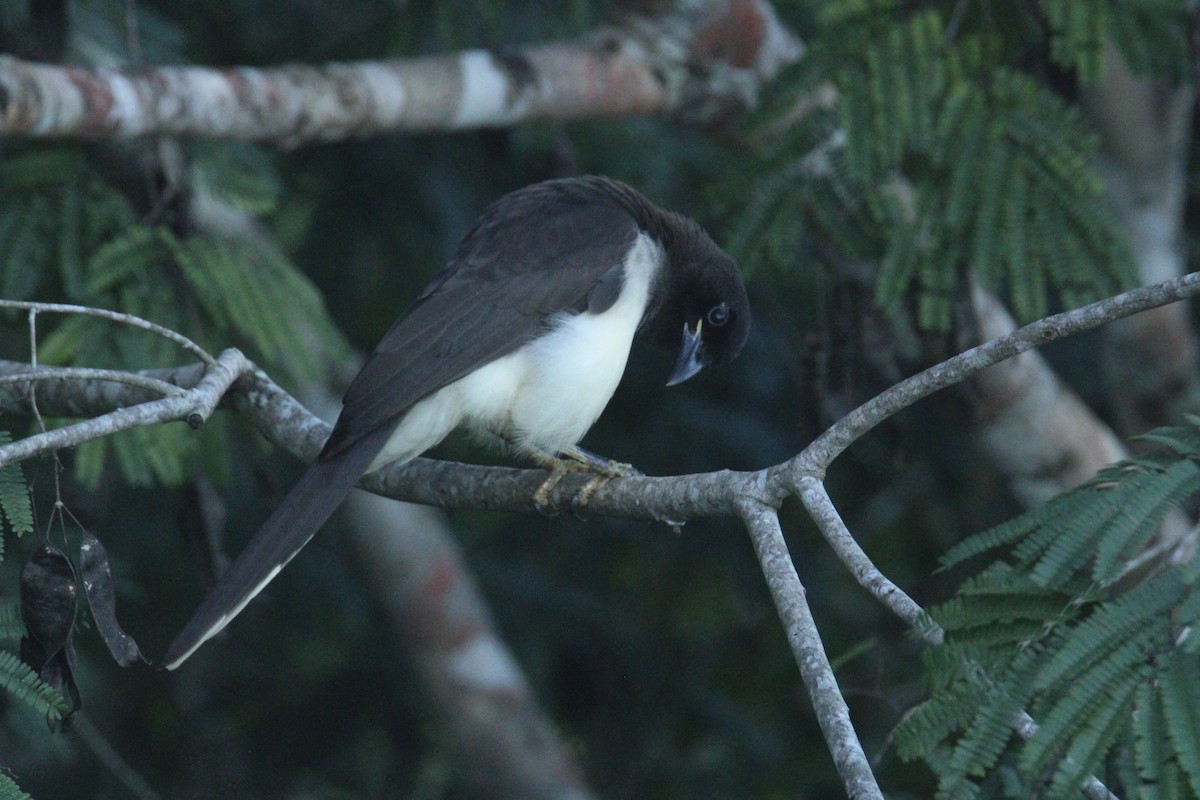 チャイロカケス - ML645670235