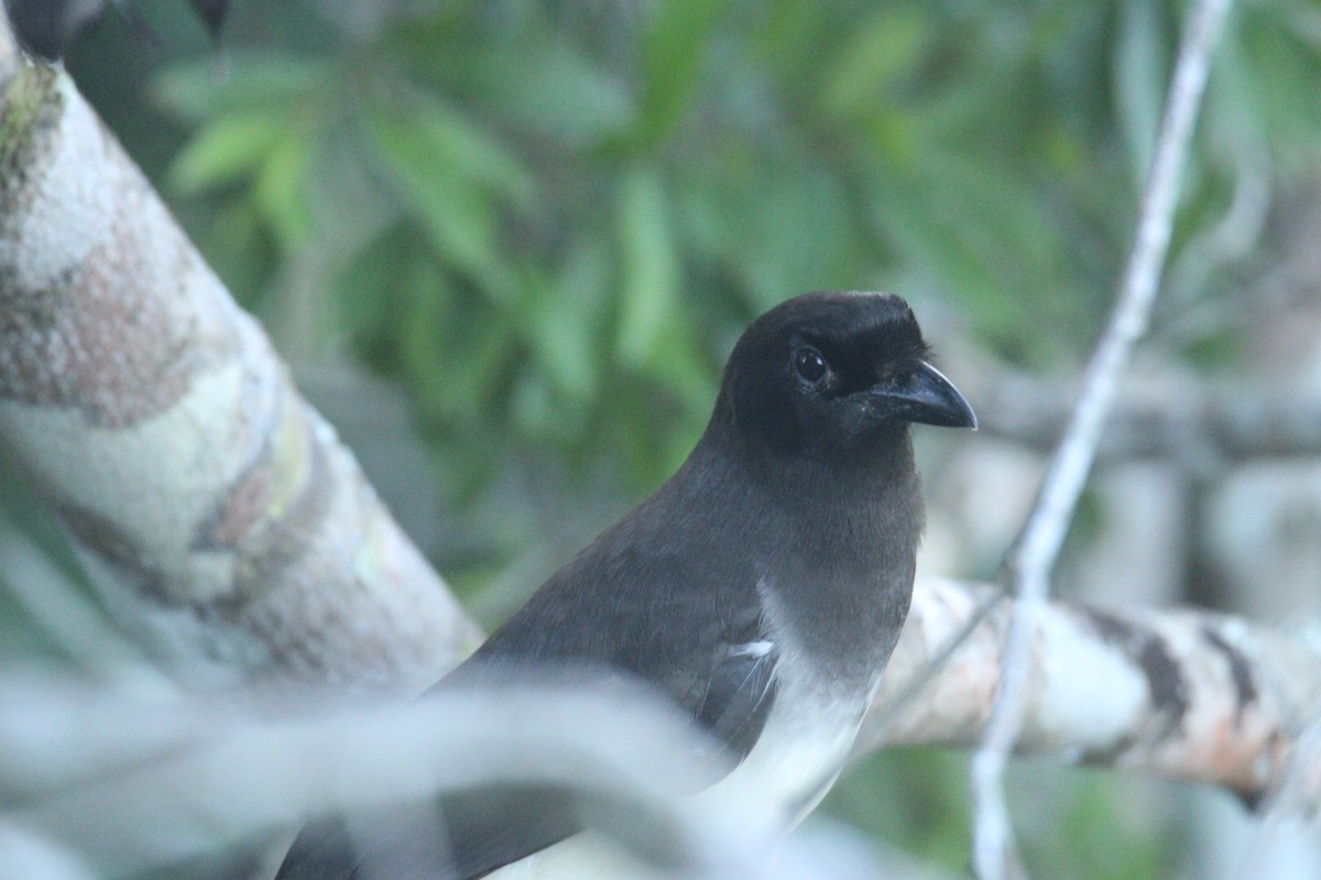 チャイロカケス - ML645670237