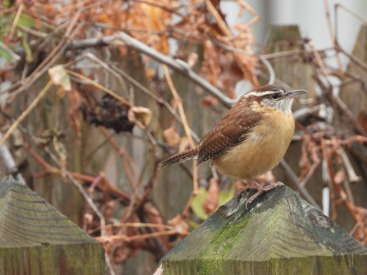 Carolina Wren - ML645670241
