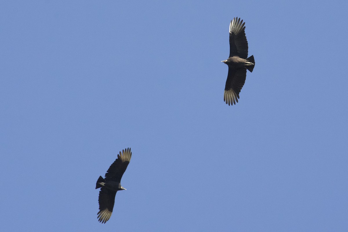 Black Vulture - ML645670248