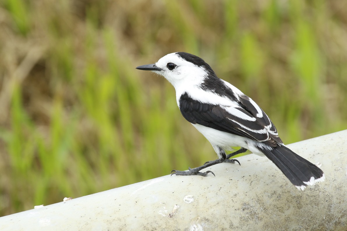 Pied Water-Tyrant - ML645670251