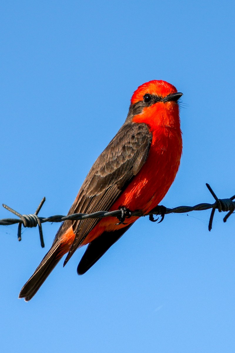 ベニタイランチョウ - ML645670266