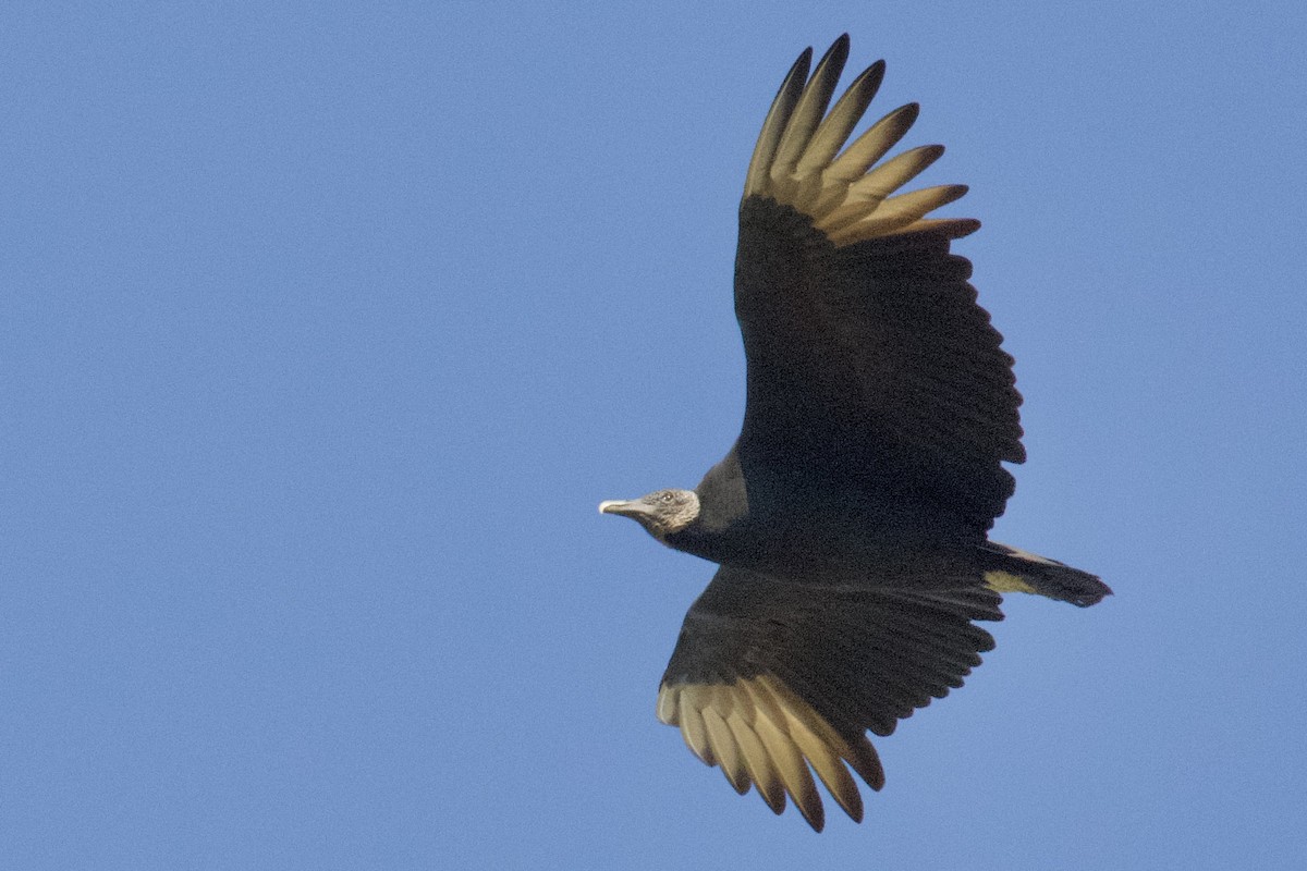 Black Vulture - ML645670267