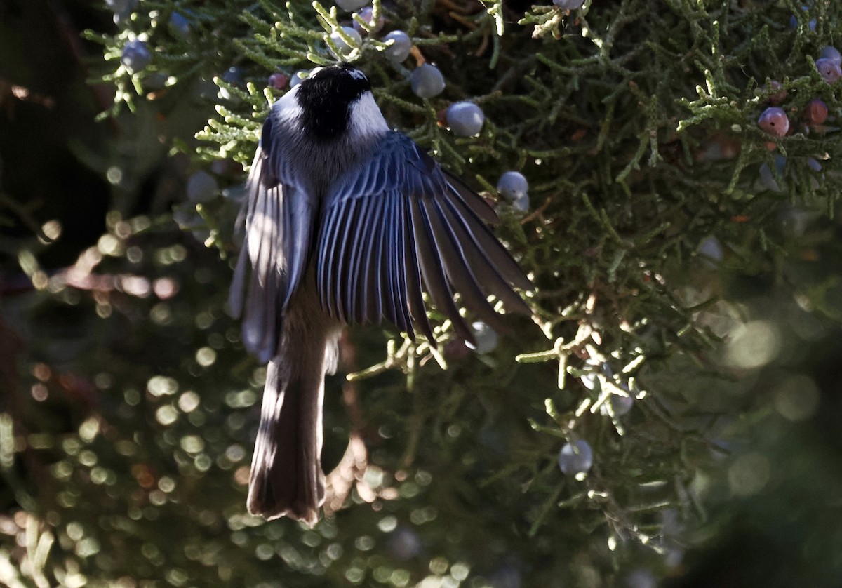 マミジロコガラ - ML645670270