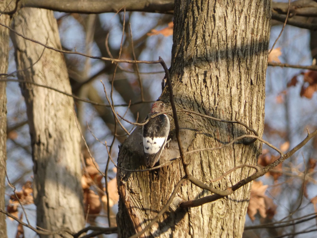 ズアカキツツキ - ML645670272