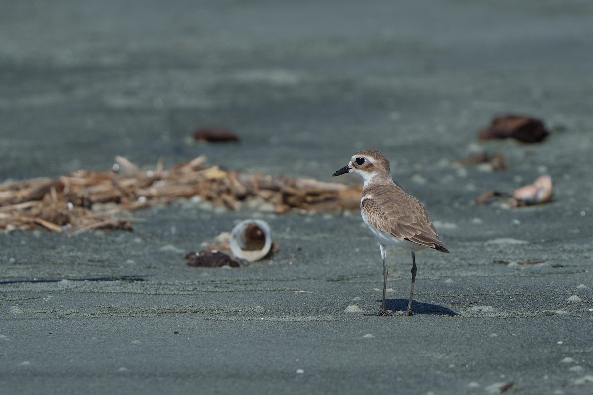 オオメダイチドリ - ML645670274