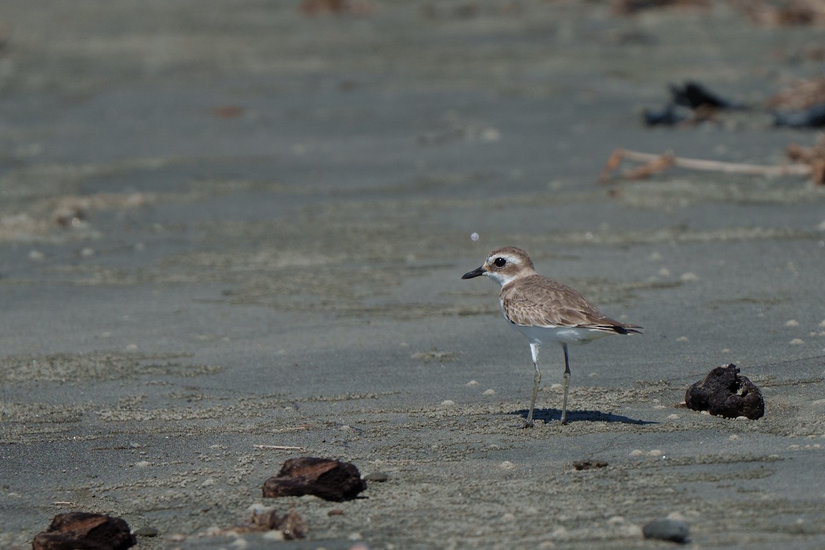 オオメダイチドリ - ML645670275