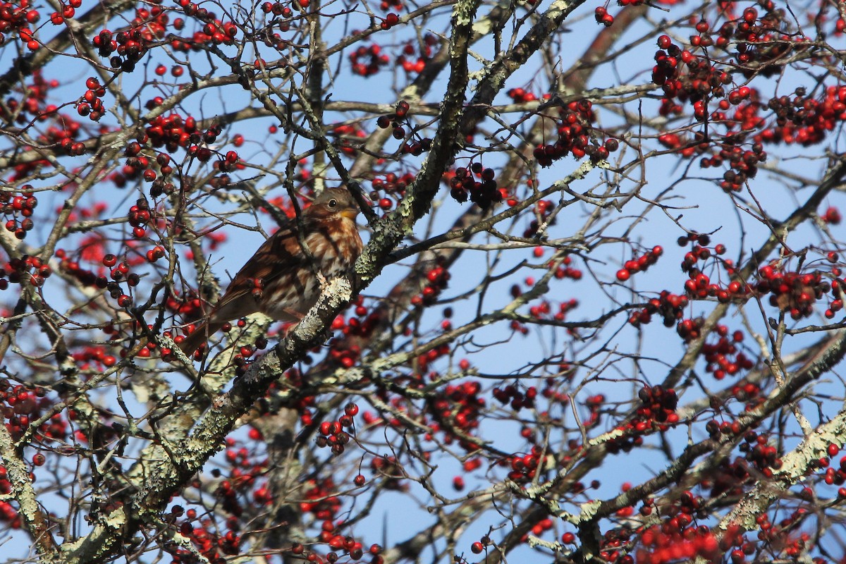 ゴマフスズメ（iliaca／zaboria） - ML645670276
