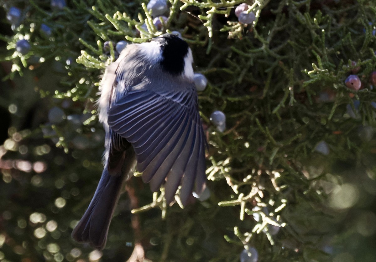 マミジロコガラ - ML645670277