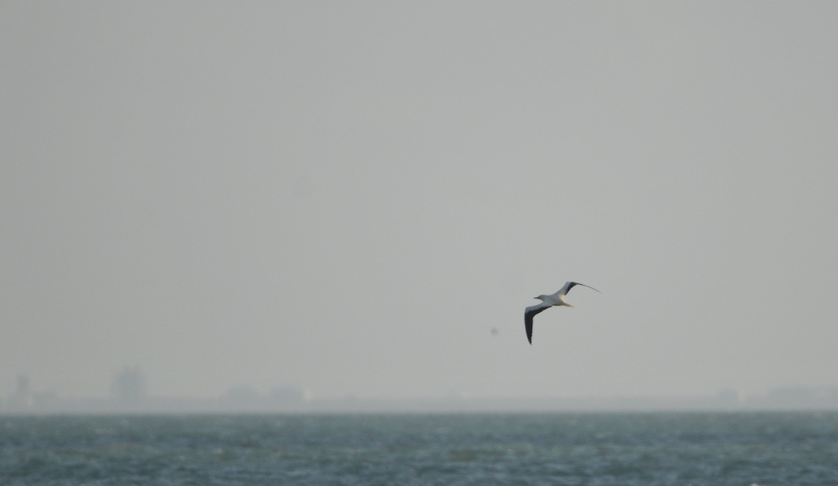 סולה אדומת-רגל - ML645670278