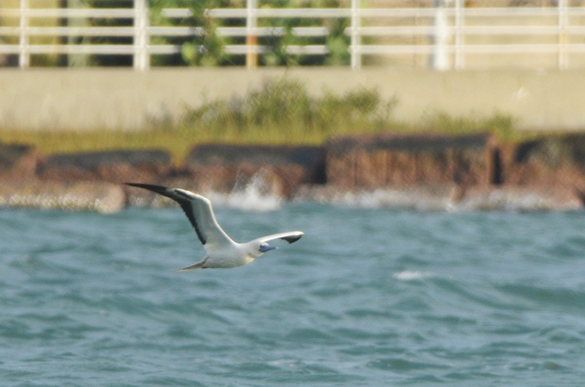 סולה אדומת-רגל - ML645670279