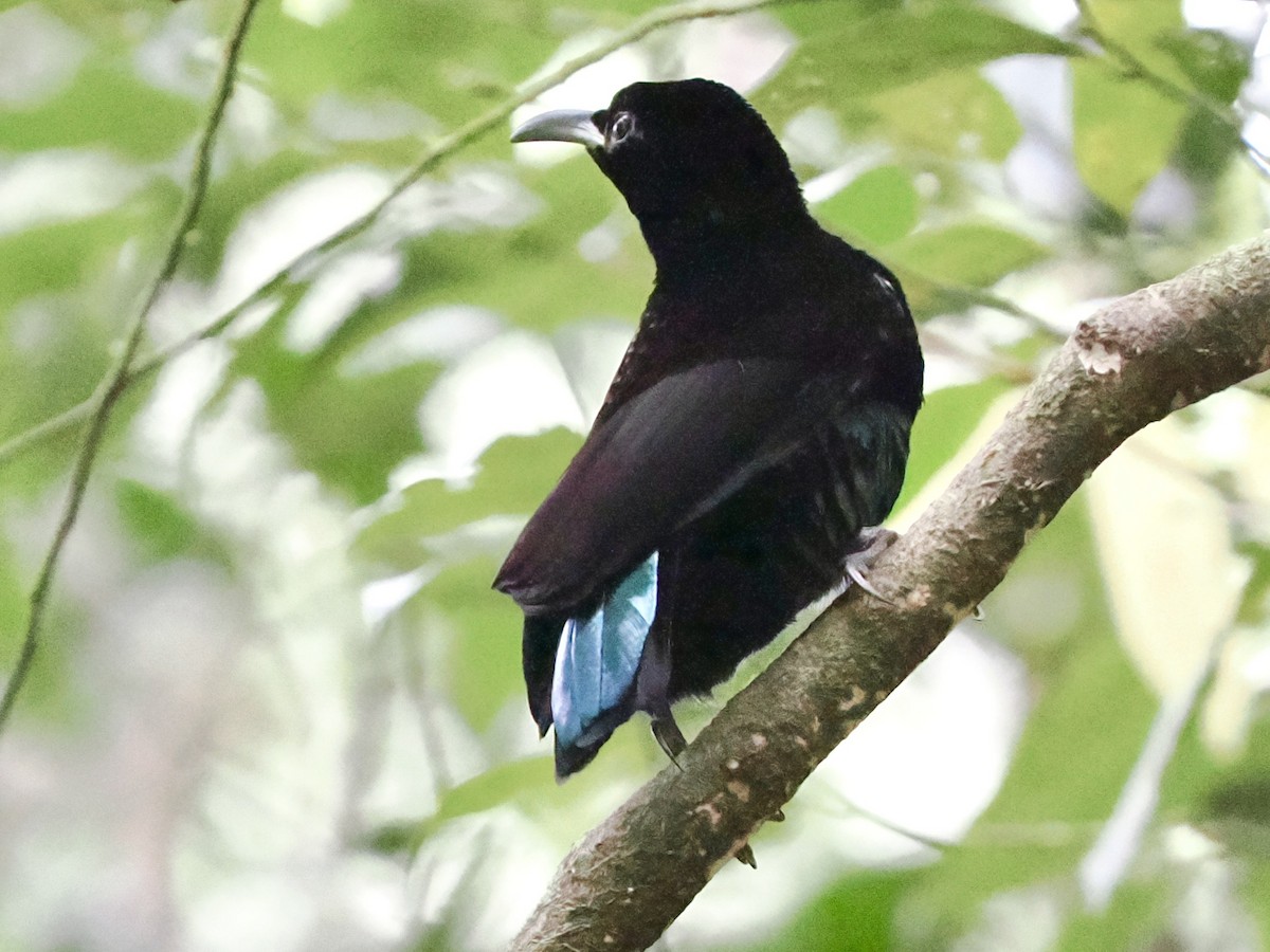 コウロコフウチョウ - ML645670280