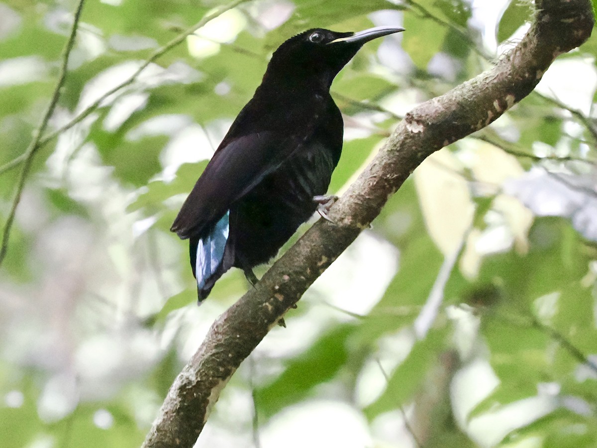 コウロコフウチョウ - ML645670281