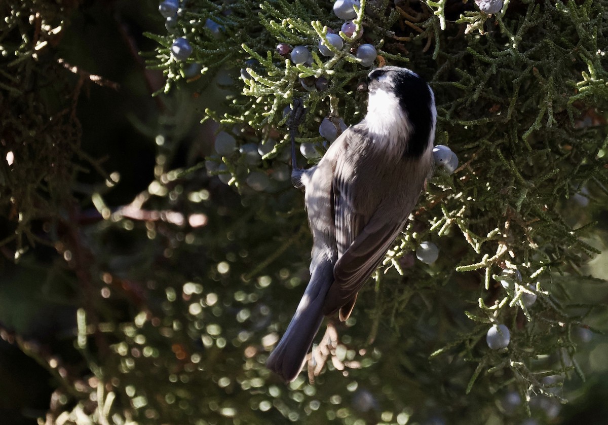 マミジロコガラ - ML645670282