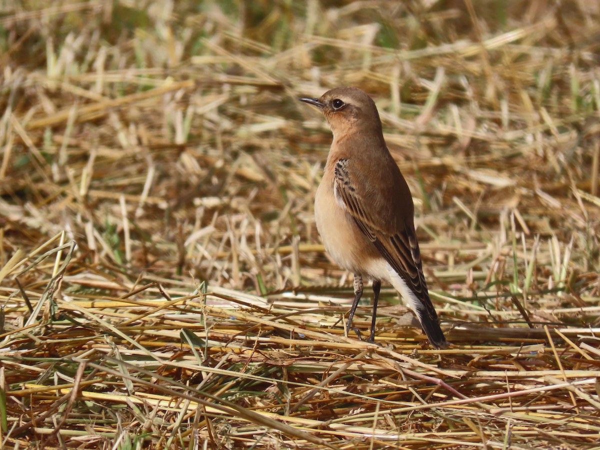 ハシグロヒタキ - ML645670283