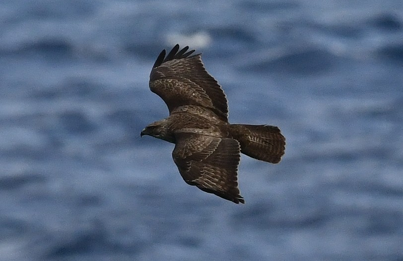 ヨーロッパノスリ - ML645670287