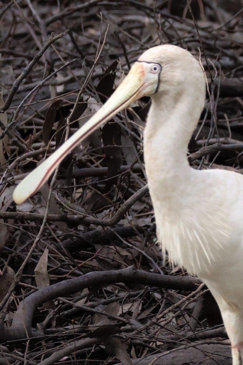 キバシヘラサギ - ML645670288