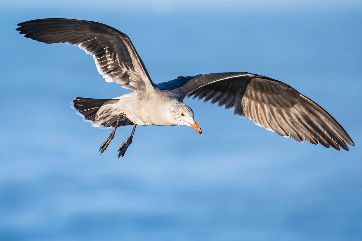 オグロカモメ - ML645670295