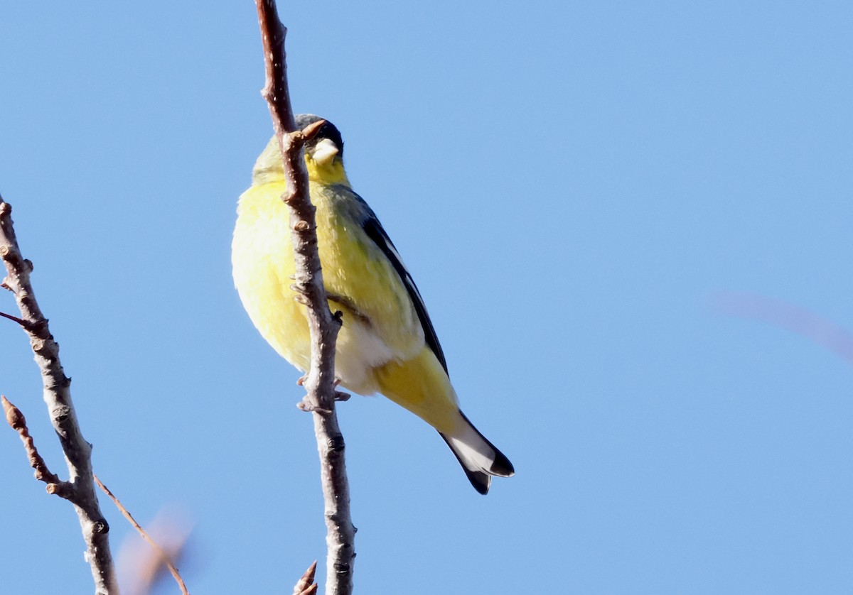 ヒメキンヒワ - ML645670296