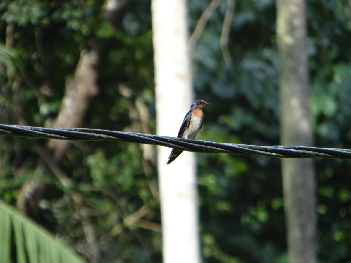 リュウキュウツバメ - ML645670297