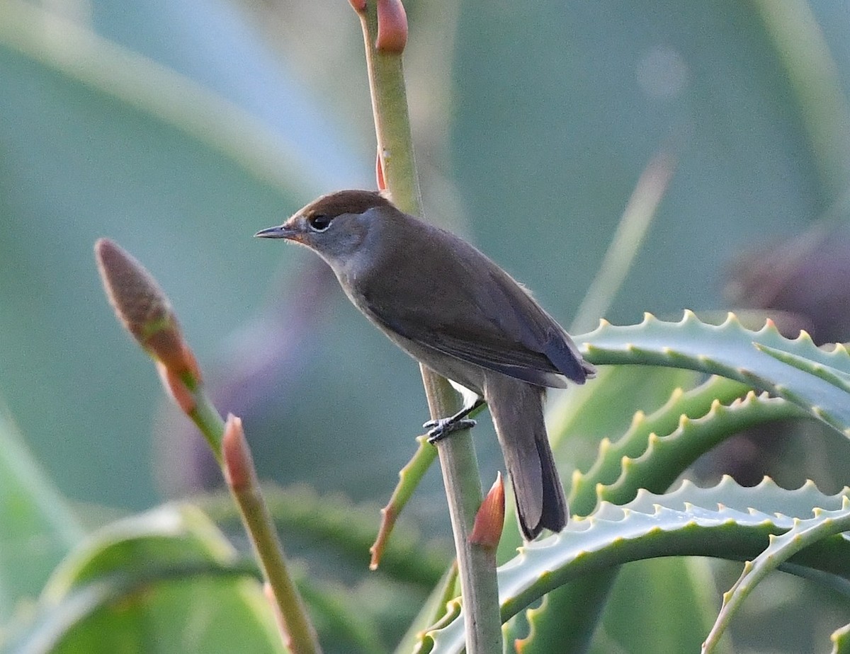 ズグロムシクイ - ML645670301