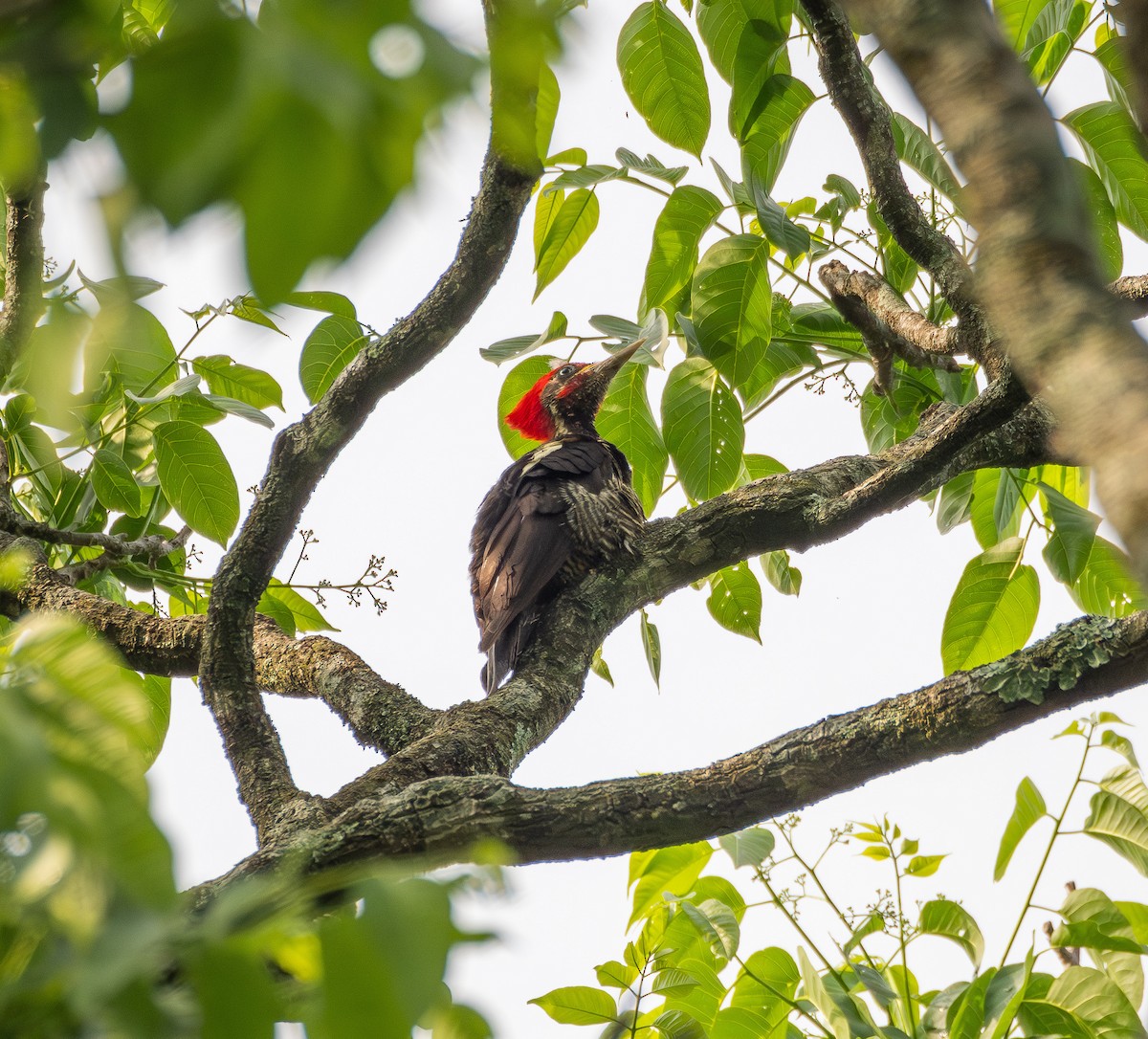 シマクマゲラ - ML645670302