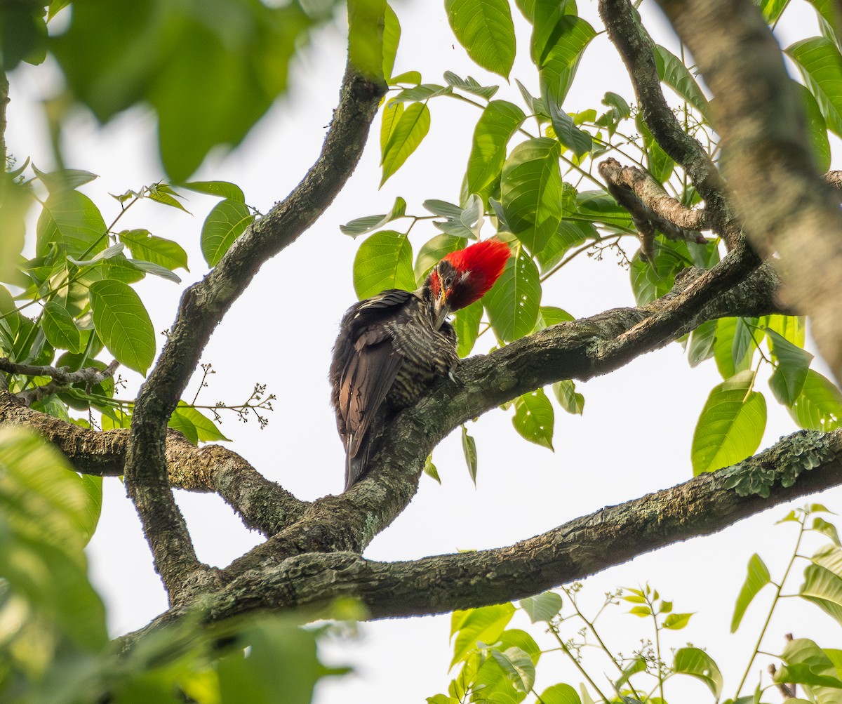 シマクマゲラ - ML645670303