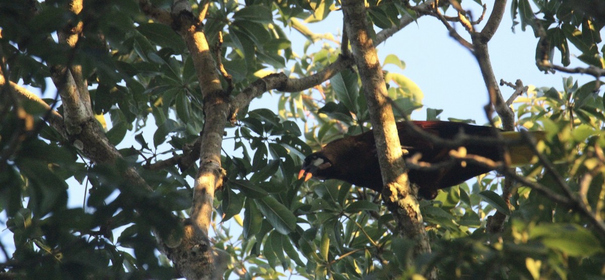 Montezuma Oropendola - ML645670304