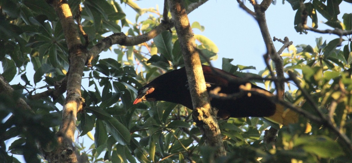 Montezuma Oropendola - ML645670305
