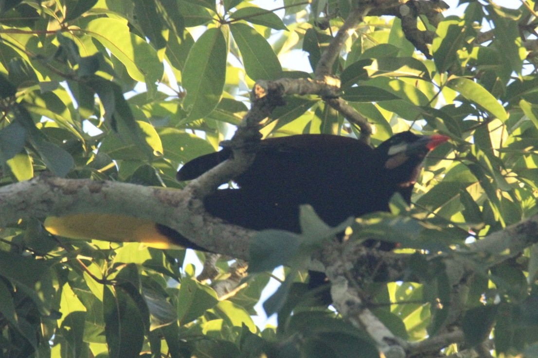 Montezuma Oropendola - ML645670306