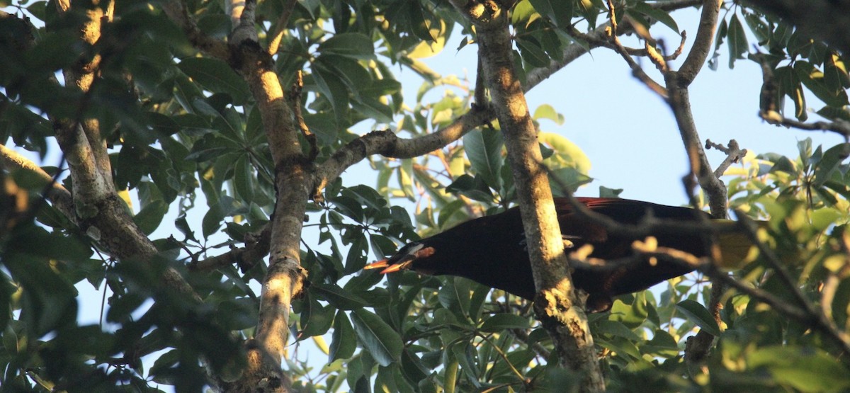 Montezuma Oropendola - ML645670307