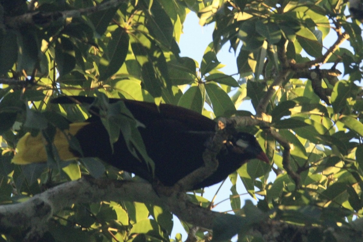 Montezuma Oropendola - ML645670308