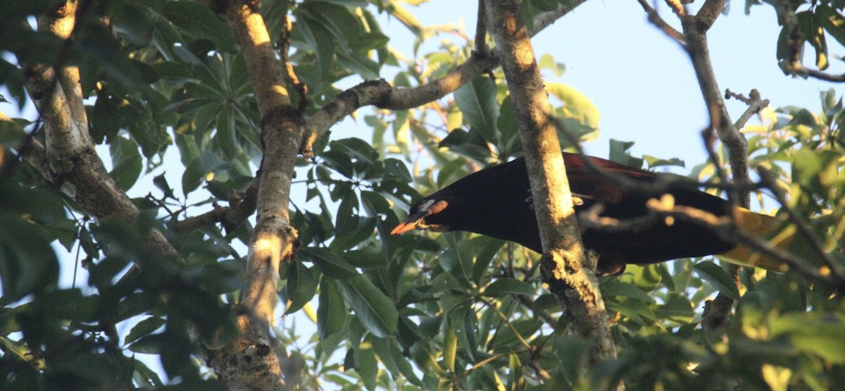 Montezuma Oropendola - ML645670310