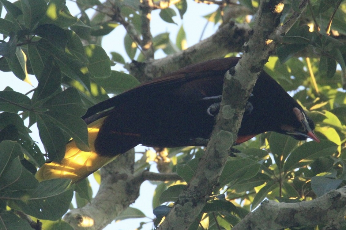 Montezuma Oropendola - ML645670311