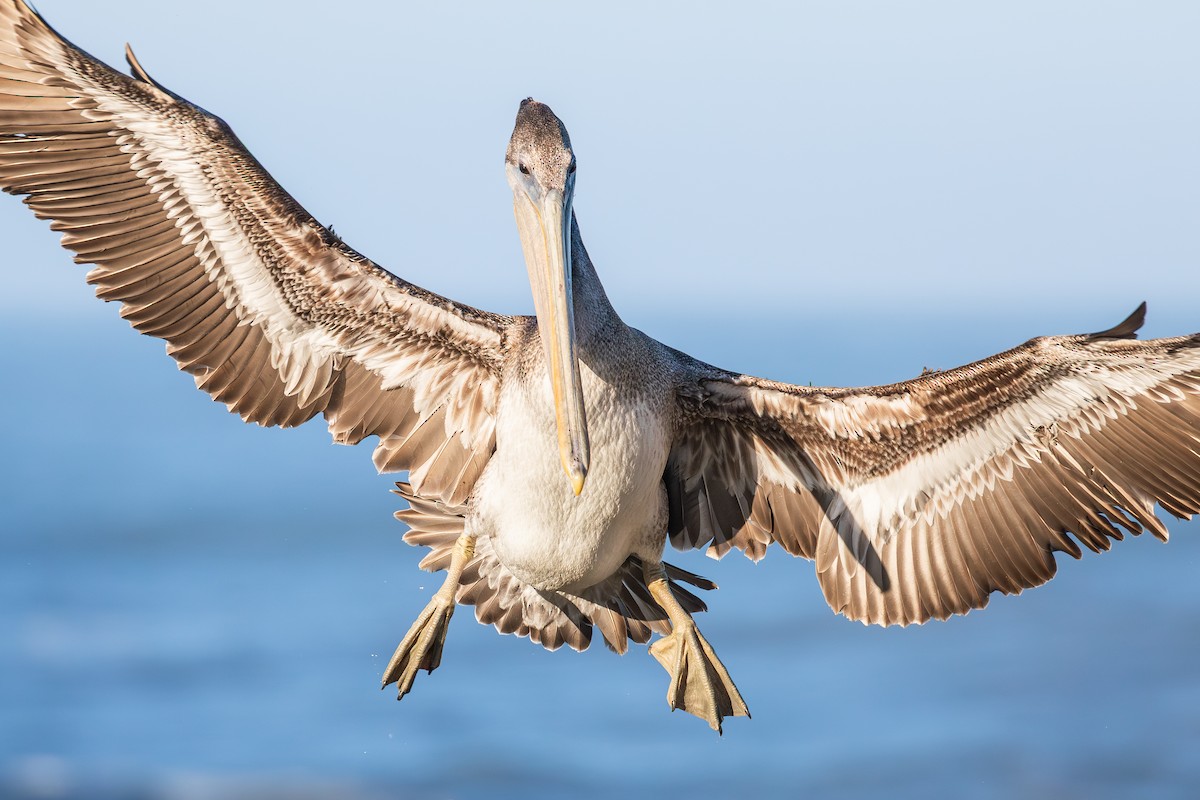 カッショクペリカン（californicus） - ML645670312