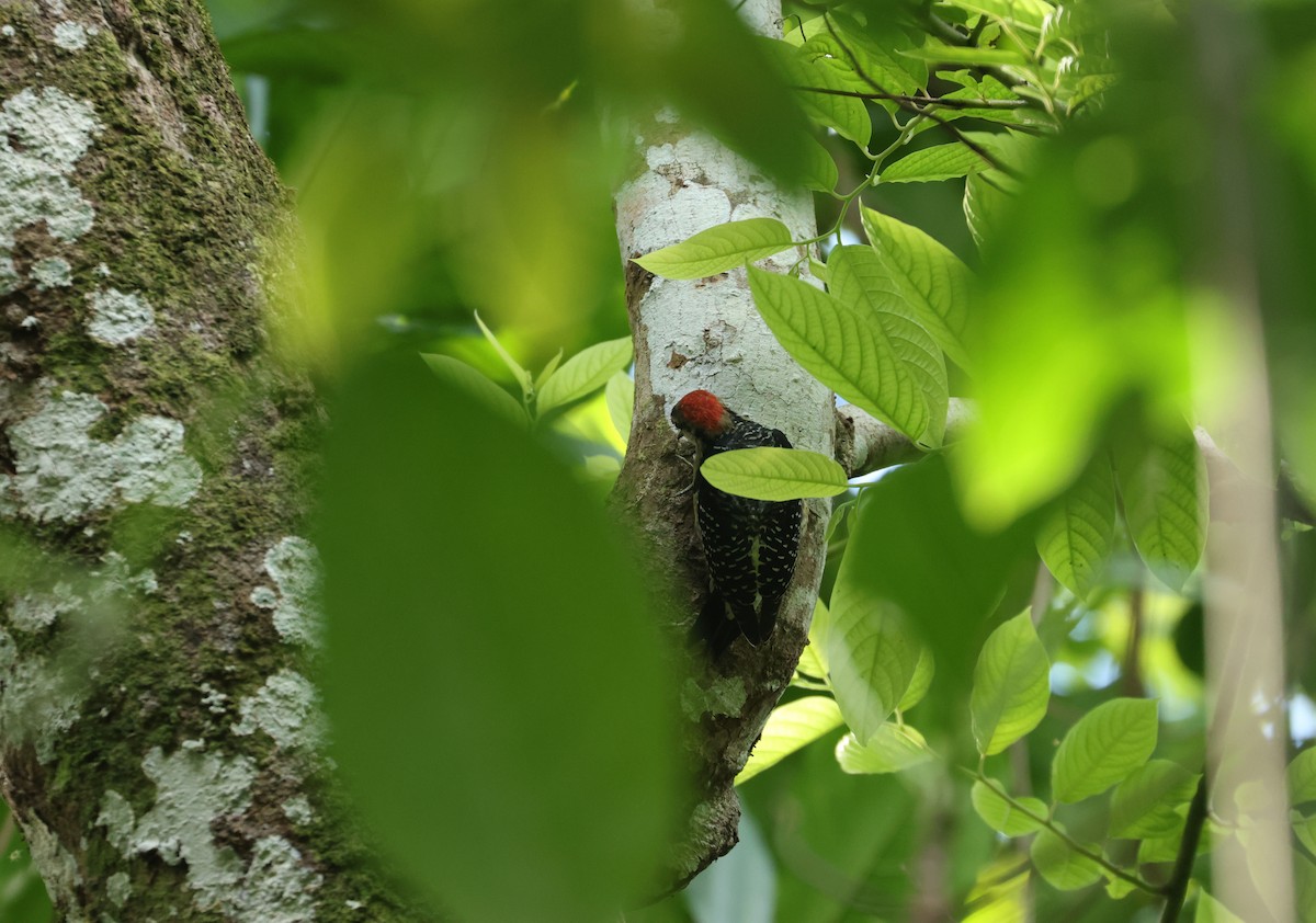 ホオグロミヤビゲラ - ML645670313