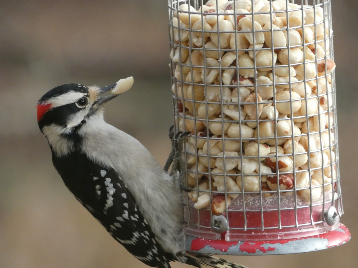 Downy Woodpecker - ML645670315