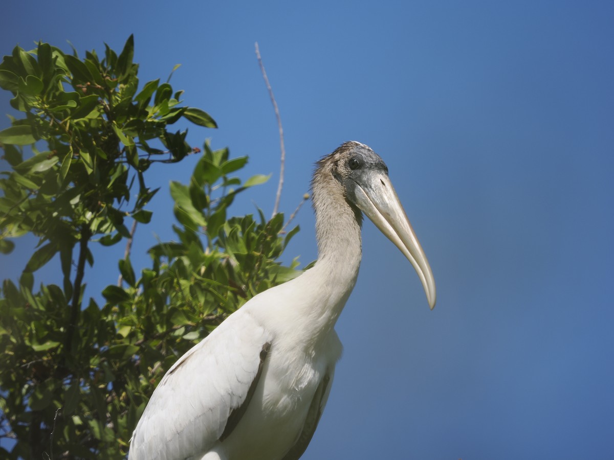 Tantalo amerikarra - ML645670318