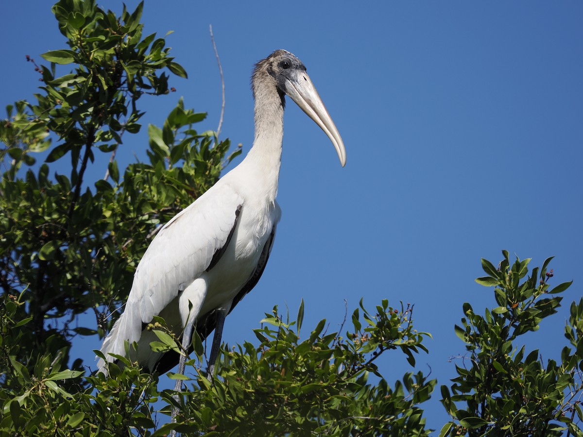 Tantalo amerikarra - ML645670319