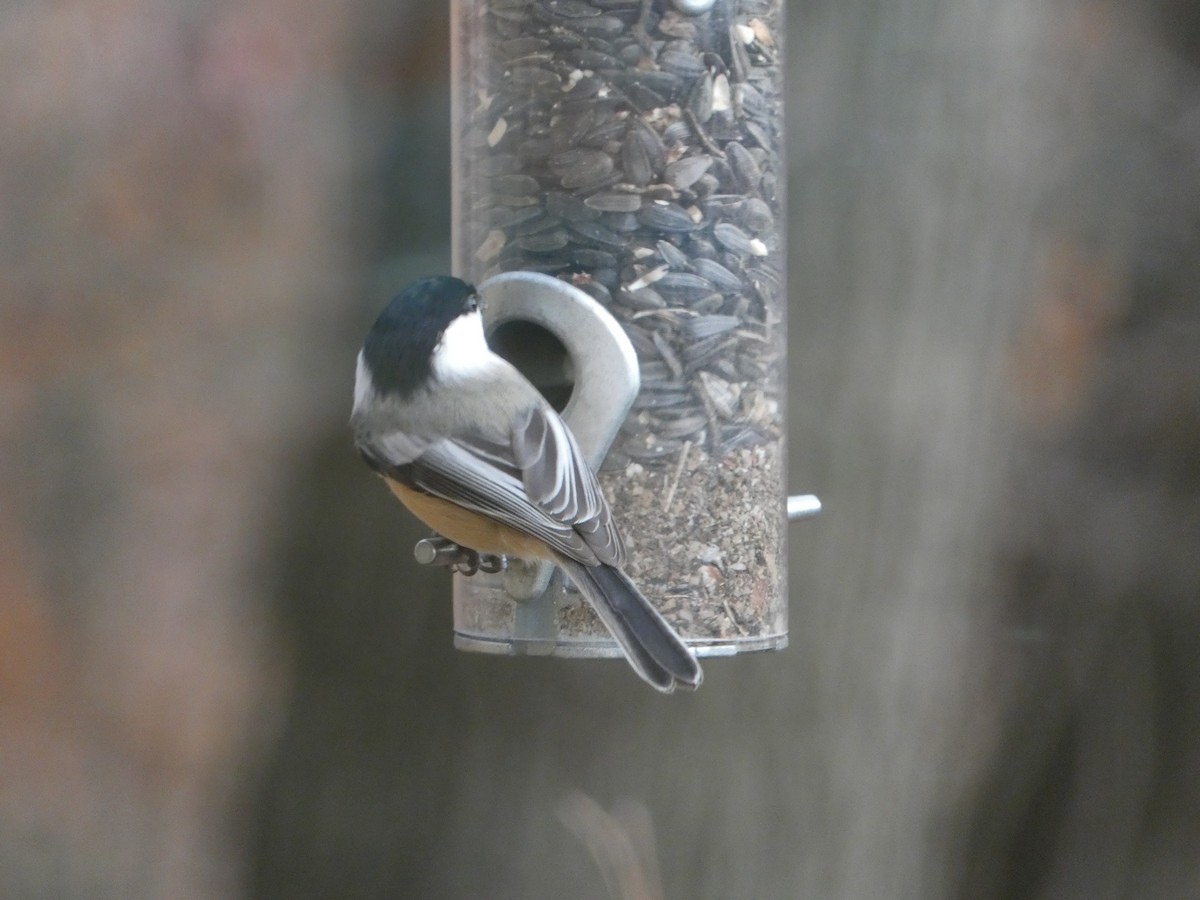 Black-capped Chickadee - ML645670322