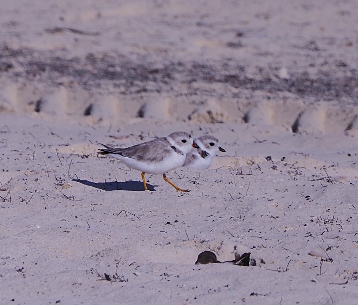 Islıkçı Cılıbıt - ML645670323