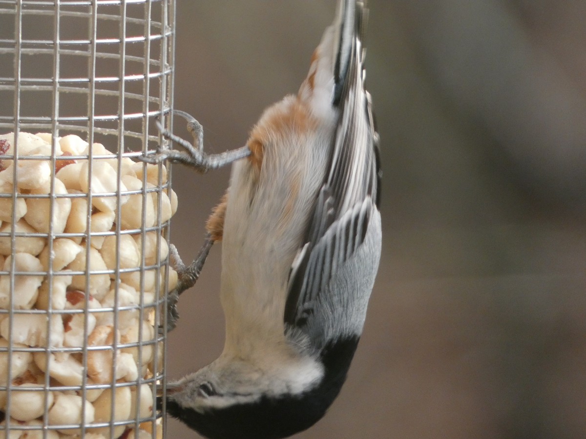 White-breasted Nuthatch - ML645670325