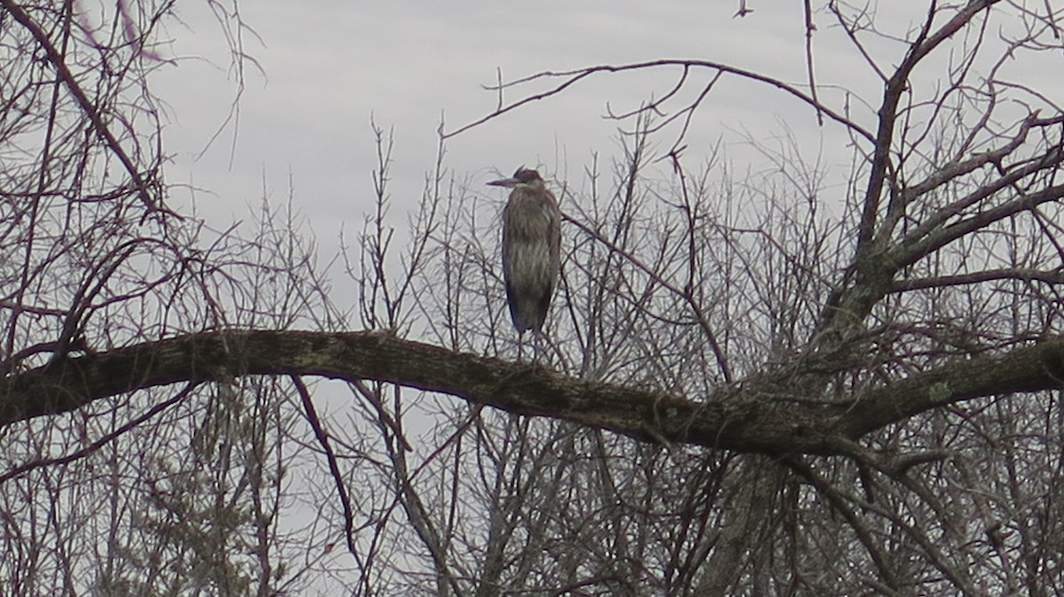 volavka velká - ML645670329