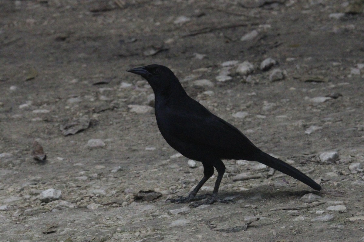 Melodious Blackbird - ML645670334