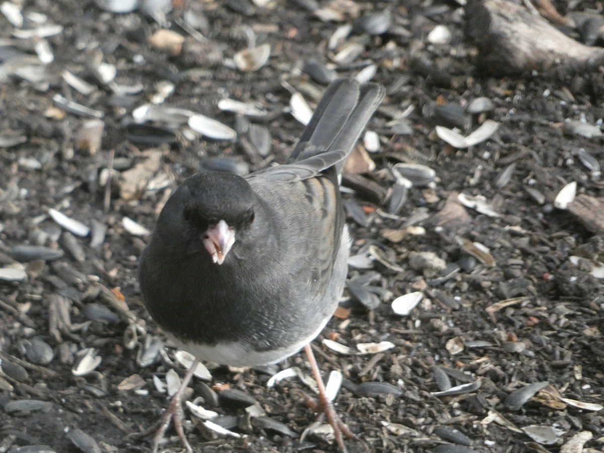 Dark-eyed Junco - ML645670335