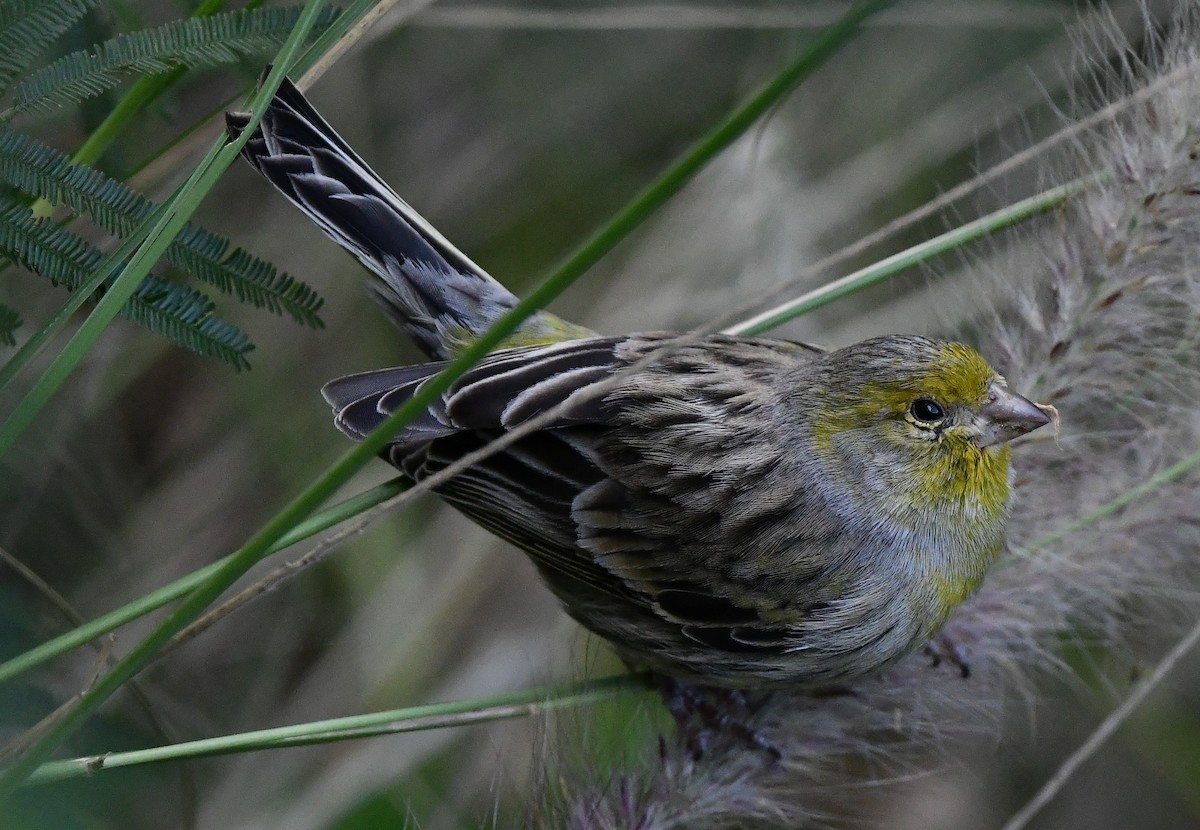 Island Canary - ML645670336
