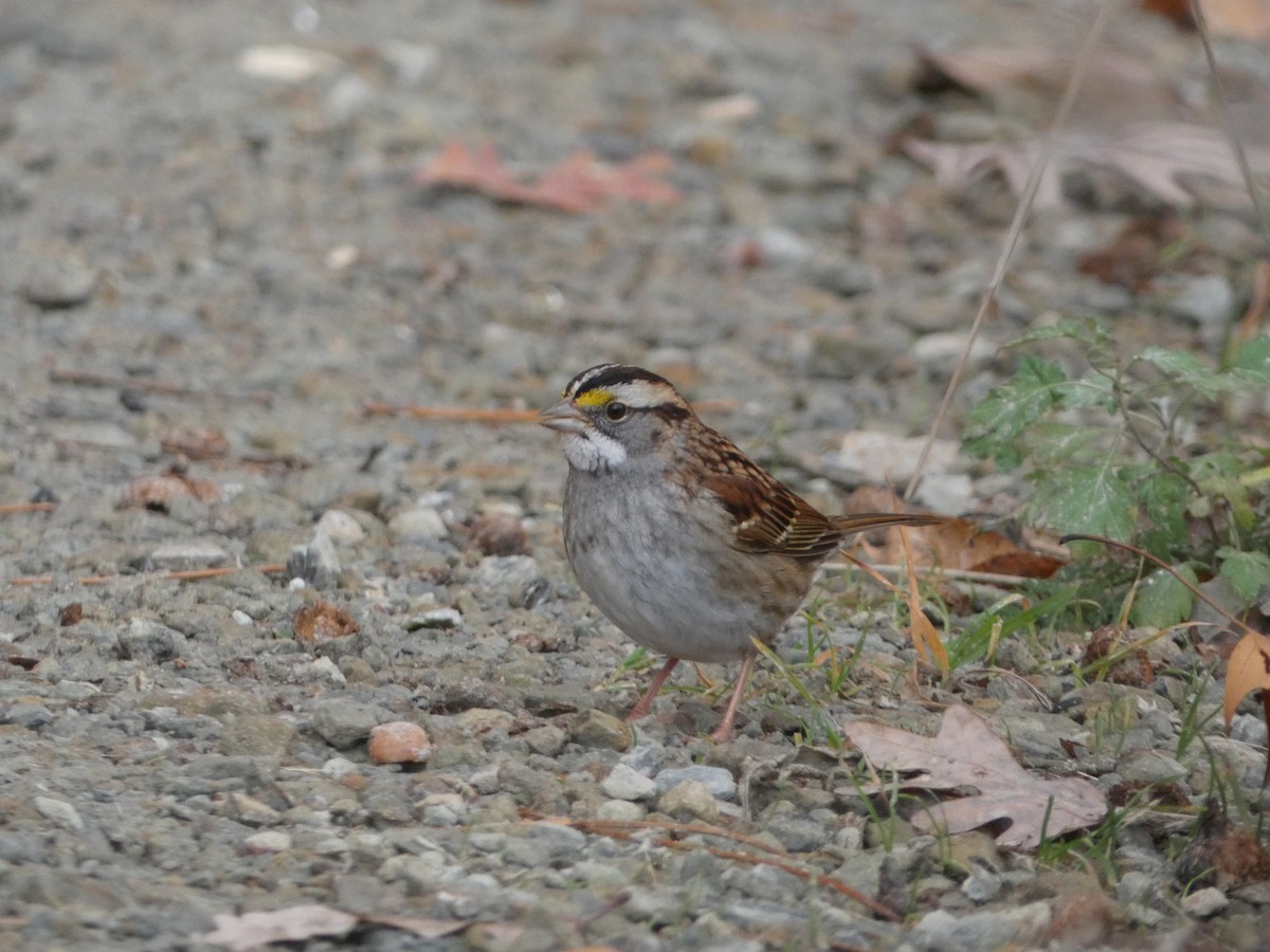 White-throated Sparrow - ML645670337