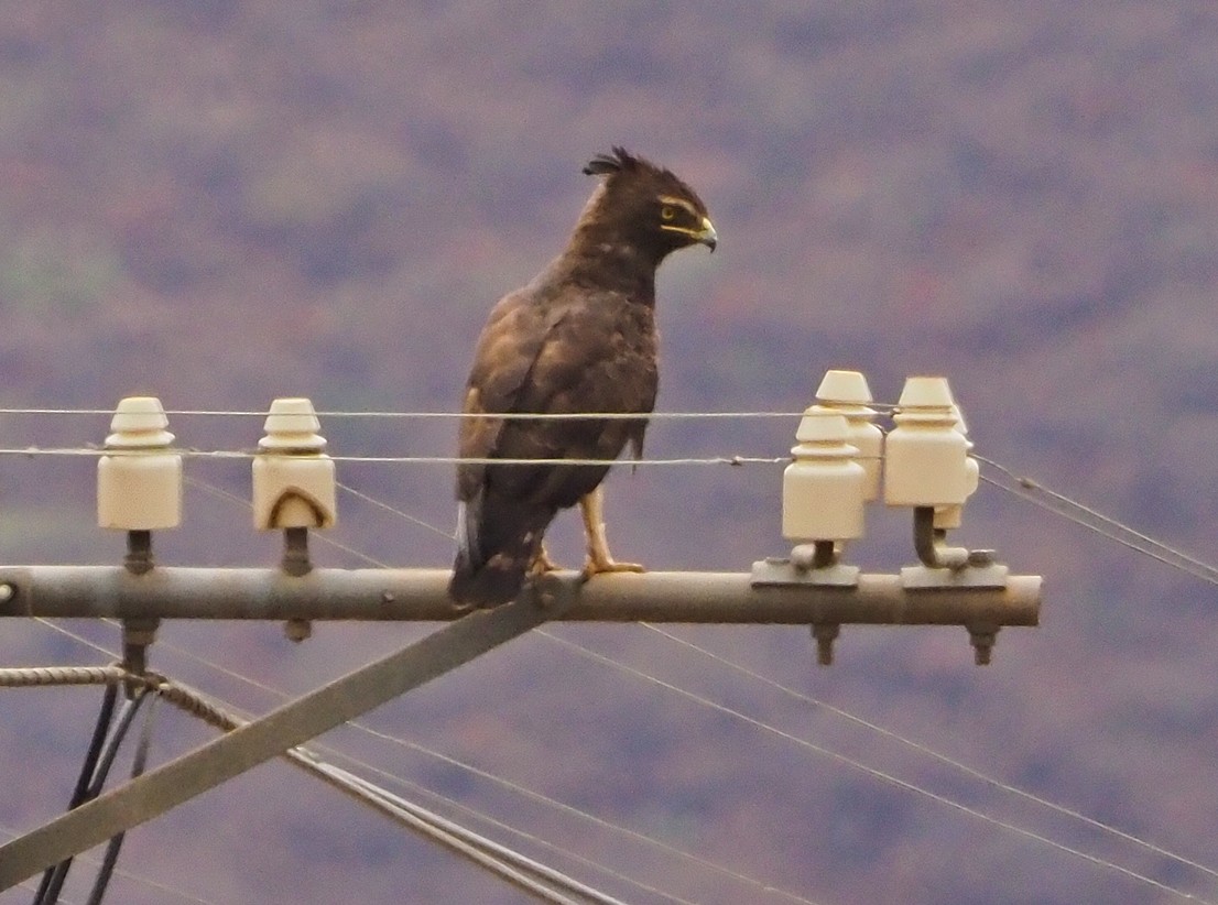 Long-crested Eagle - ML645670338