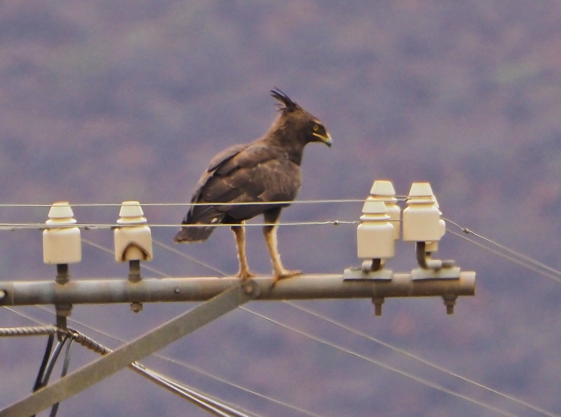 Long-crested Eagle - ML645670339